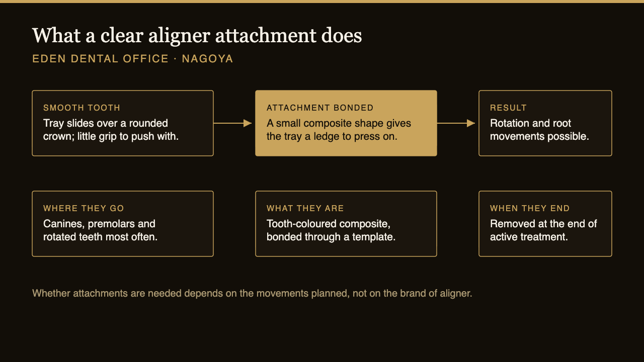 What a clear aligner attachment does: from smooth tooth to bonded composite ledge, and when it is removed | Eden Dental Office Nagoya