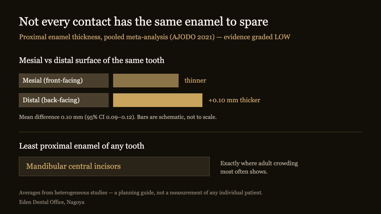 Diagram showing distal enamel is about 0.10 mm thicker than mesial enamel and that lower central incisors have the least proximal enamel | Eden Dental Office Nagoya