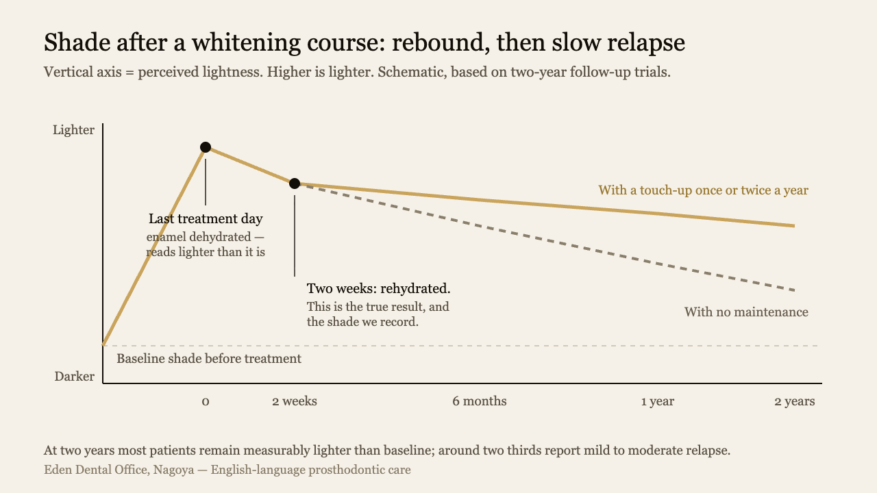 Shade trajectory after a whitening course showing the dehydration peak on the last treatment day, the true result at two weeks, and slower relapse with and without maintenance | Eden Dental Office Nagoya