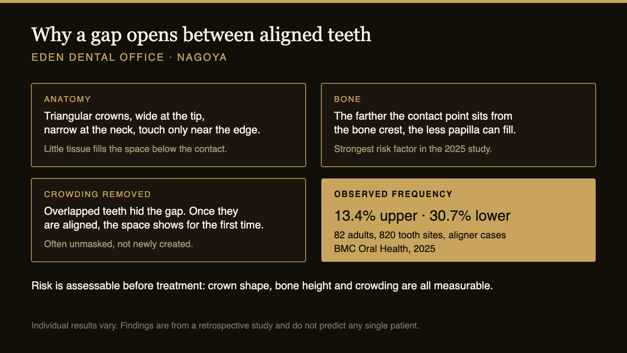 Why black triangles open after aligner treatment: crown shape, bone height and crowding | Eden Dental Office Nagoya